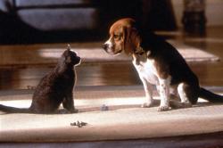 Cats and Dogs