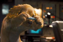 Cats and Dogs