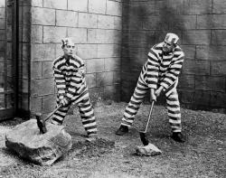 Convict 13