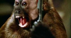 Monkey Shines