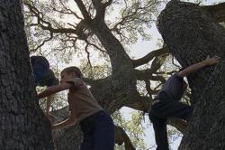 The Tree of Life