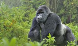 Virunga